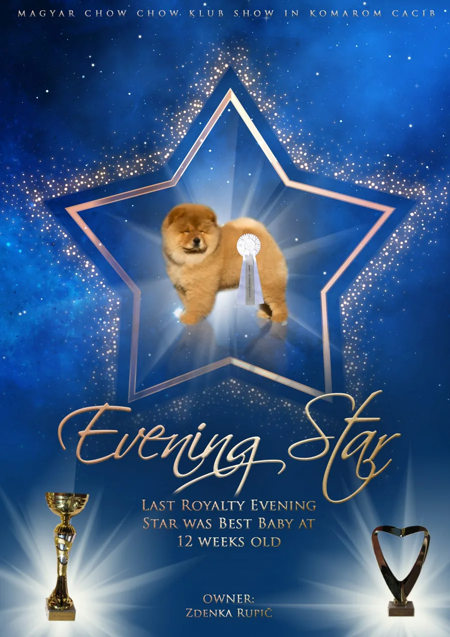 Evening Star show poster for a Chow Chow by Dogsy Design